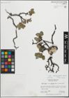 Foto von Salix calcicola Fernald & Wiegand